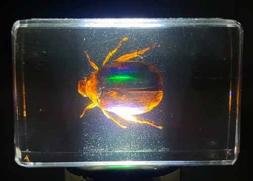 Image of 44mm Real Blue Green Christmas Beetle in Crystal Clear Lucite Resin Specimen Preserved Animal Insect Bug Taxidermy Collection for Biology Science Education & Desk Ornament Display
