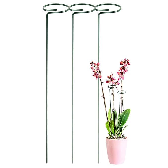 IvBuyNest 18 Inches Metal Trellis for Plants (Pack of 3) | Single Stem Flower Plant Support | Garden Climbing Trellis for Rose, Orchid, Lily, Amaryllis, Tomatoes & Vines | Rust-Free Plant Holder-image-15