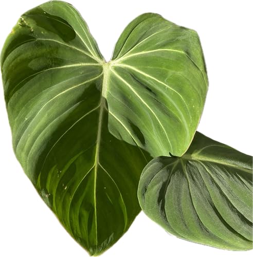 Philodendron Gloriosum - Rare Velvet Heart-Shaped Leaves - Philodendron Live