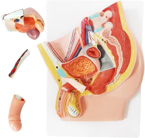 Pelvis mâle 5 pièces AMITD pour l'éducation médicale et cours