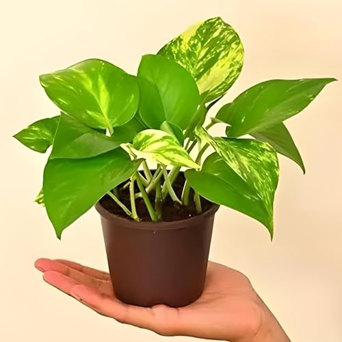 TreeGoo Variegated Lucky Money Plant with 4-Inch Black Pot - Easy Care, Air-Purifying Indoor Plant for Home and Office Decor