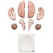 Axis Scientific Deluxe 8-Part Human Brain Model with Arteries | Shows Major Lobes and 41 Anatomical Features of The Human Brain | Includes Base and Detailed Full-Color Product Manual