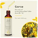 Original Bachblüten Tropfen Nr. 13 Gorse: Neue Kraft und positive Gedanken mit der Bach-Blüte Stechginster, 20ml