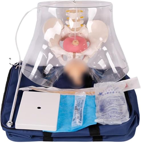 Modèle d'anatomie de cathétérisme féminin pour simulateur