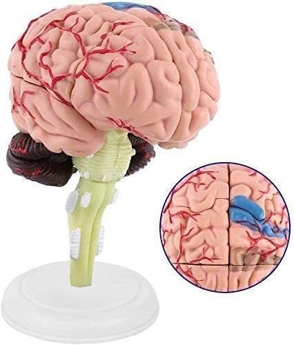 Model anatomiczny człowieka ludzki mózg anatomiczny model pomoce dydaktyczne model anatomiczny organy nauka edukacja edukacja 1 szt