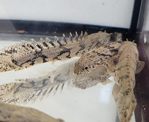 Saddled Bichir- Polypterus bichir endlicheri- Small 3-5