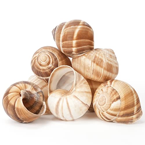 Cavair Line Escargot Snails Empty Giant Shells - 24 pcs - Extra Large Escargot Shells Premium Quality - Imported from France