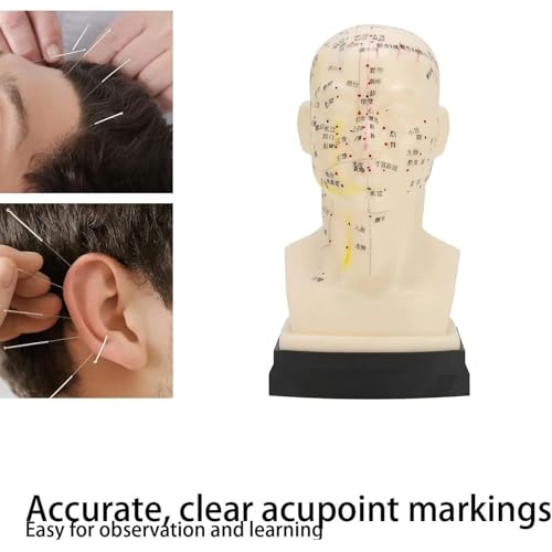 Modèle d'acupuncture de tête pour mémoriser facilement les points du visage complet - 4
