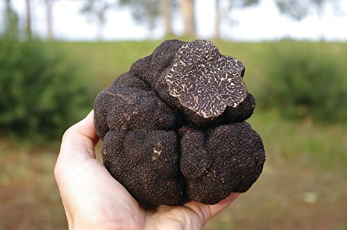 KIRA SEEDS - Black Truffle Mushrooms Spores - Heirloom - GMO Free