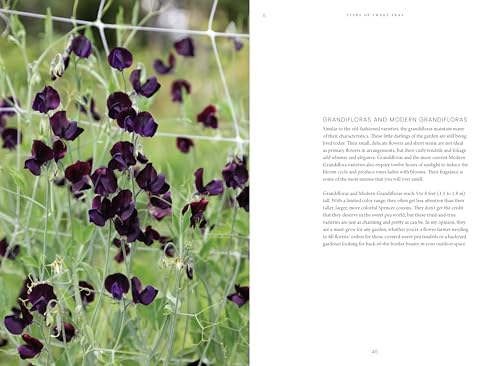 Sweet Pea School: Growing & Arranging the Garden's Most Romantic Blooms - Image 13
