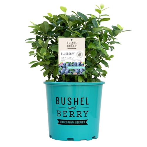 Perfect Plants Bushel & Berry Pink Icing Blueberry Bush in 1 Gallon Growers Pot | Grow Your Own Blueberries | Vaccinium | Ornamental & Edible | Pink-to-Turquoise Foliage | Cold Hardy | Zones 5-10