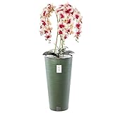 botle Blumenkübel freistehend Blumentopf Ø 30 cm H 57,5 cm Dunkelgrün Übertopf Meißelblumentopf Pflanzkübel aus Kunststoff mit Einsatz