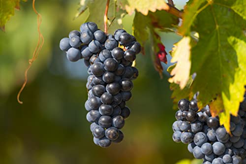 Cava Anna Rose Brut - 75 Cl. - 3