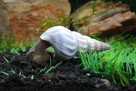 3x live White Brotia Herculea Freshwater Snail, 5cm, Very Active, tropical fish tank. Shrimp safe. Clean up crew