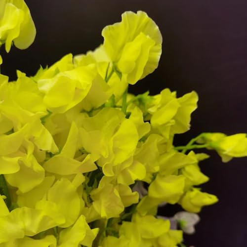 semi di pisello odoroso appesi, piselli odorosi selvatici da balcone, decorazioni per recinti, viticci di veccia resistenti primaverile, selvatici 450pcs