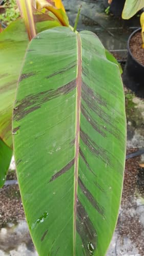Musa sikkimensis 'Red Tiger' / Bananier du Sikkim/Conteneur de 5 à 6 litres/Sans feuilles en hiver/Plante Caduc