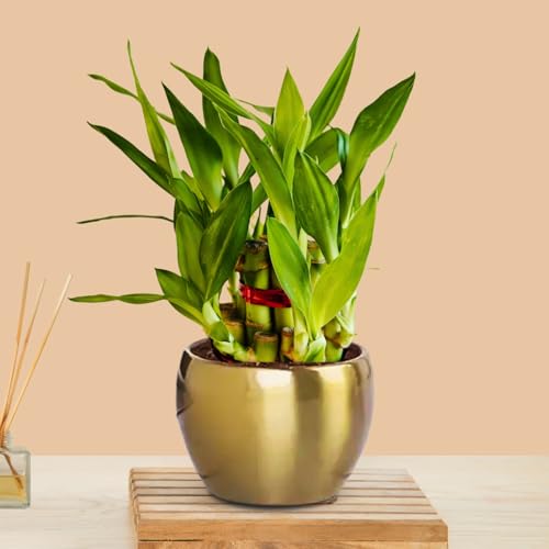 Image of Greenkin Lucky Bamboo Plant in Golden Metal Pot | Best Feng Shui Plant | Vastu Plants for Home | 2 Layer Lucky Bamboo Plant