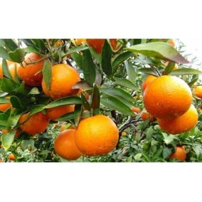 (先行予約!2026年1月下旬より発送)清水果樹園のたんかん[ご自宅用]約5kg