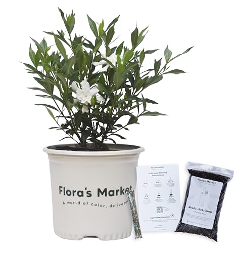 Frostproof Gardenia - 1 Gallon - Includes Planting Kit (1 Gallon)