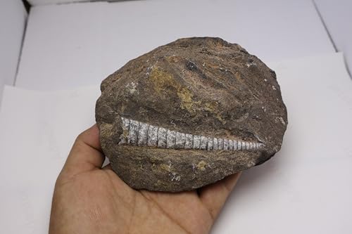 Image of Natural Orthoceras Fossil from Devonian Period Fossil from Morocco A304