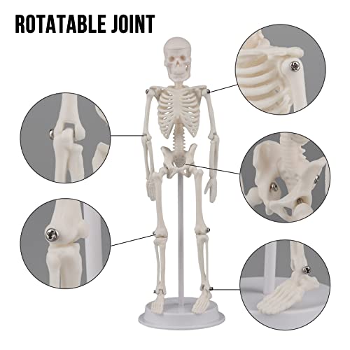 Ultrassist UL0136 Mini Human Skeleton Model thumb #2
