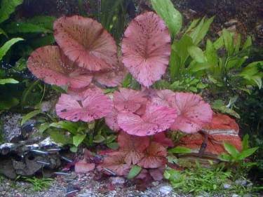 Mühlan Aquatic Plants 1 red or green tuber of tiger lotus without proliferation