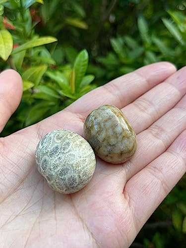 Image of GAF TREASURES 1 /2 LB Fossil Coral Tumbled Stones, Polished Natural Fossil Coral Gemstone, Fossil Coral Healing Crystals (Fossil Coral)