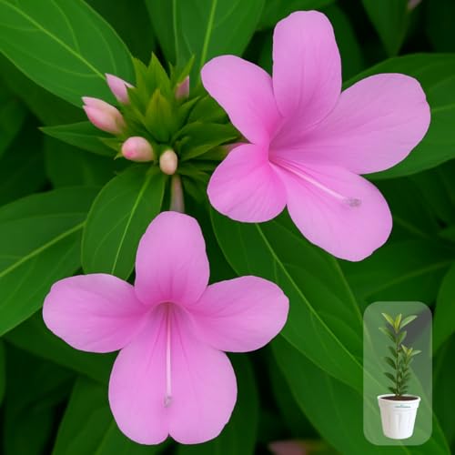 Image of Indian Gardens - Pink Colour Barleria cristata /Decemeber flower plant with 6 inch White Pot