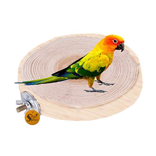 Sage Square 4.5 Inches / 12 cm Natural Wood Platform Cum Perch Cum Stand Bird