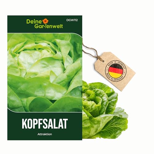 Kopfsalat Attractie Attraktion Samen - Lactuca sativa - Kopfsalatsamen - Gemüsesamen - Saatgut für 300 Pflanzen