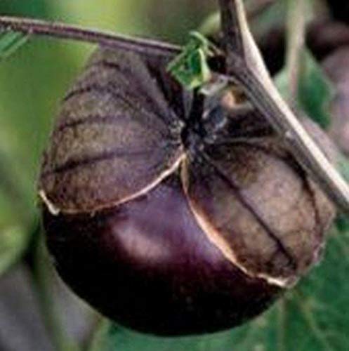 Purple de Milpa Tomatillo Seeds (25+ Seeds)(More Heirloom, Organic, Non GMO, Vegetable, Fruit, Herb, Flower Garden Seeds (25+ Seeds) at)