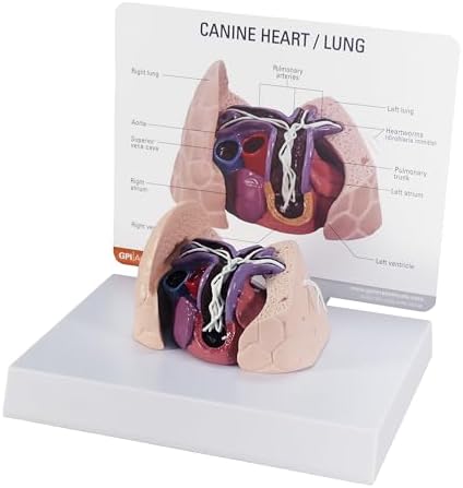 Canine Heart Lung Veterinary Anatomical Model w Educational Key Card