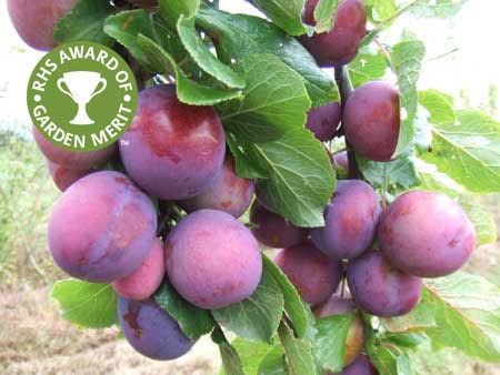 Mphmi Dwarf Rare Hybrid Aloo Bukhara Plum Tropical Fruit Plant Live - 1 Healthy Plant