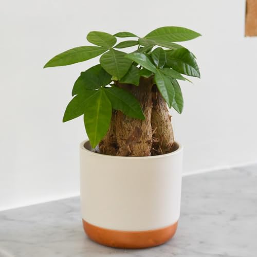 Pachira aquatica Money Tree Indoor Air-Purifying Plant with Shiny Green Leaves Easy to Grow Ideal for Home Decor 1X 9cm Pot by Thompson and Morgan