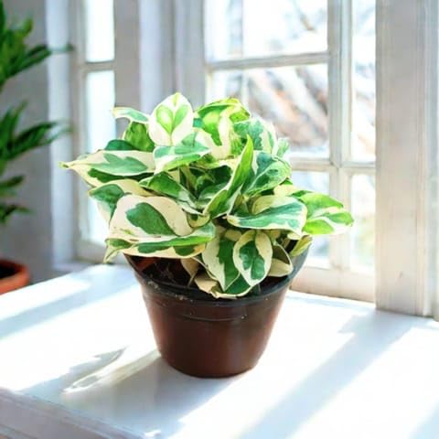 MS GARDEN STORE Plants Best Nursery Money Plant N'Joy in 4 Inch Plant Nursery Pot-image-13
