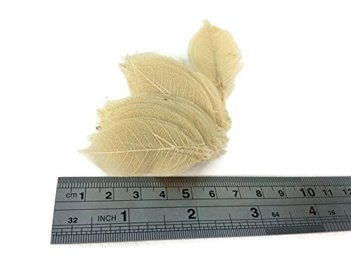 Skeleton Leaves 1 Inch 100 pcs Natural Rubber Leaves Flower Making Floral Scrapbook Craft Wedding Card