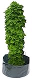 Viagrow Bean Planter & Spiral Cage