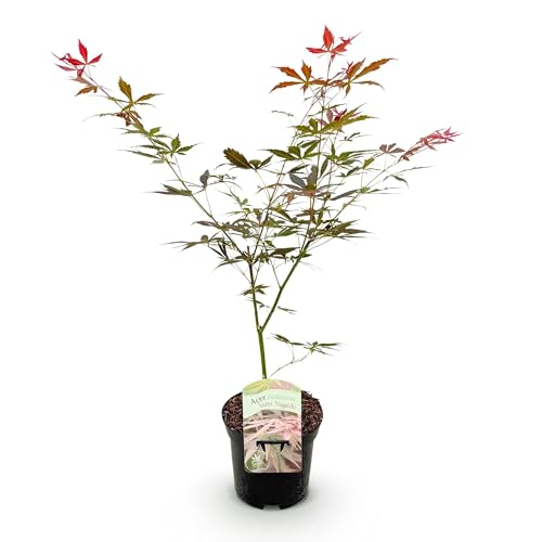 GreenboutiQ - Plante de terrasse - Érable japonais - Acer palmatum Sumi-nagashi - Rouge - 1 Plante - Caduc - Pot 19cm Hauteur 70cm