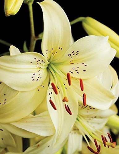 Radha Krishna Agriculture™ Asiatic lily Mix Color Flower Bulbs for Home & Kitchen Gardening (Pack Of 3) (B098K31695) Amazon Price History, Amazon Price Tracker