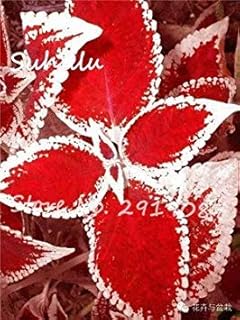 RIC 100 pcs Begonia Seeds Bonsai Beautiful Flowers Flower Courtyard Balcony coleos Seeds Begonia vase Plants do it Yourself House Garden purify 6: only Seeds