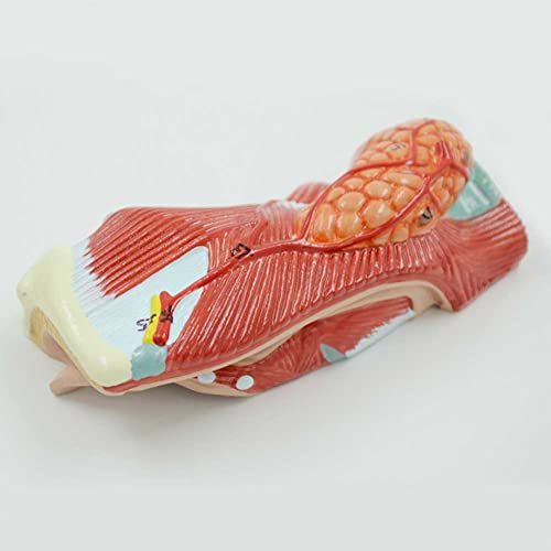 Larynx AMITD réplique anatomique exacte avec textures et couleurs réelles - 7