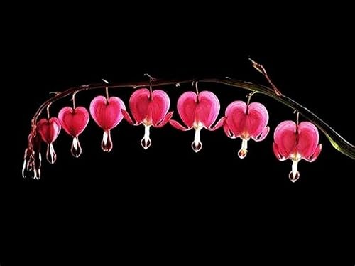 Miniatura 3 de 20 piezas de semillas de corazón sangrante rojo - Semillas de flores raras de Dicentra Spectabilis