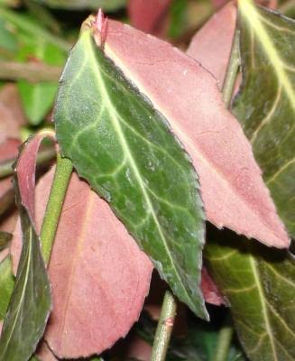 Classy GroundcoversPurple Wintercreeper (50 Bare Root Plants)