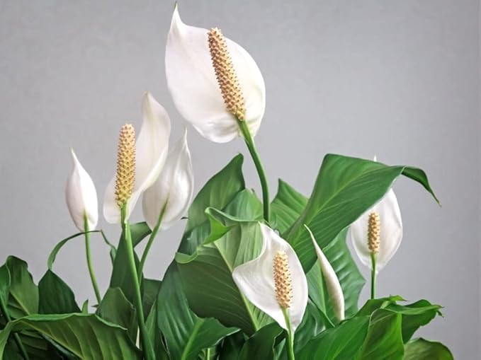 Image of Floryzen Original Live Peace Lily or Spathiphyllum Plant Air purifier Good luck plant (Pack of 1 With Pot)