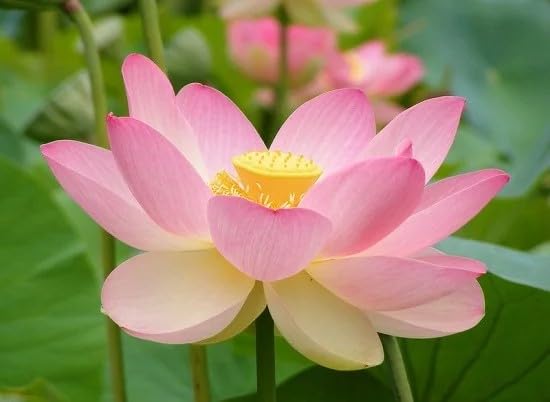 ハス（Sacred Lotus、ピンク）の種 (10)