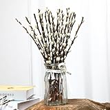 Natural Preserved Dried PussyWillow Branches for Vases, 25 Stems Real Willows, 15