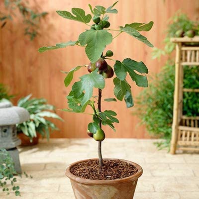 PlantaZee Anjeer Fruit Plant Live with Beautiful Pot & Secure Packing (B0CKBSTC2G) Amazon Price History, Amazon Price Tracker