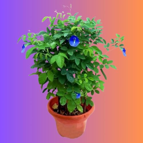 Image of live plants (BLUE APRAJITA)
