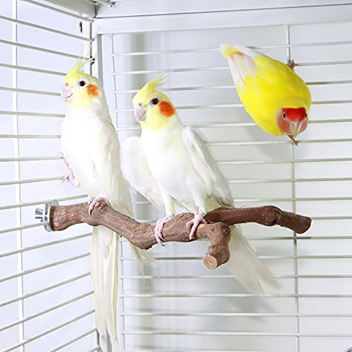 Bird Perch Nature Wood Stand for 3-4pcs Small Medium Parrots (2pcs Grape Perch) - Image 4