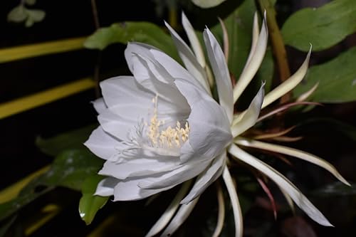Image of Brahma Kamal Live Plant, Queen Of Nights, Saussurea Obvallata Unveiling the Secrets of the Queen of Himalayan Flowers, Ideal For Indoor & Outdoor,1 LIVE plant in Nursery Bag